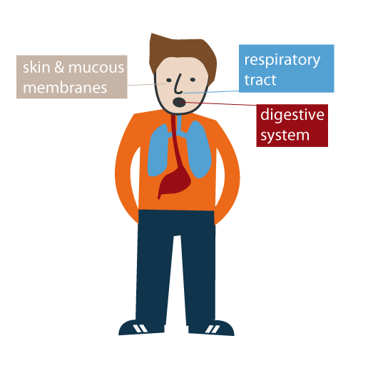 The 3 ways chemicals can enter the body